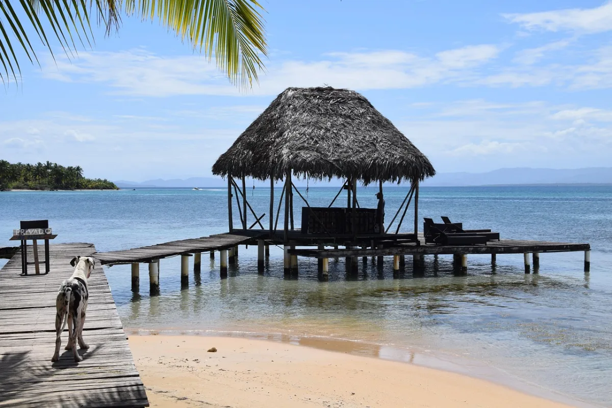paradise and  pet in Bocas del Toro, Panama
