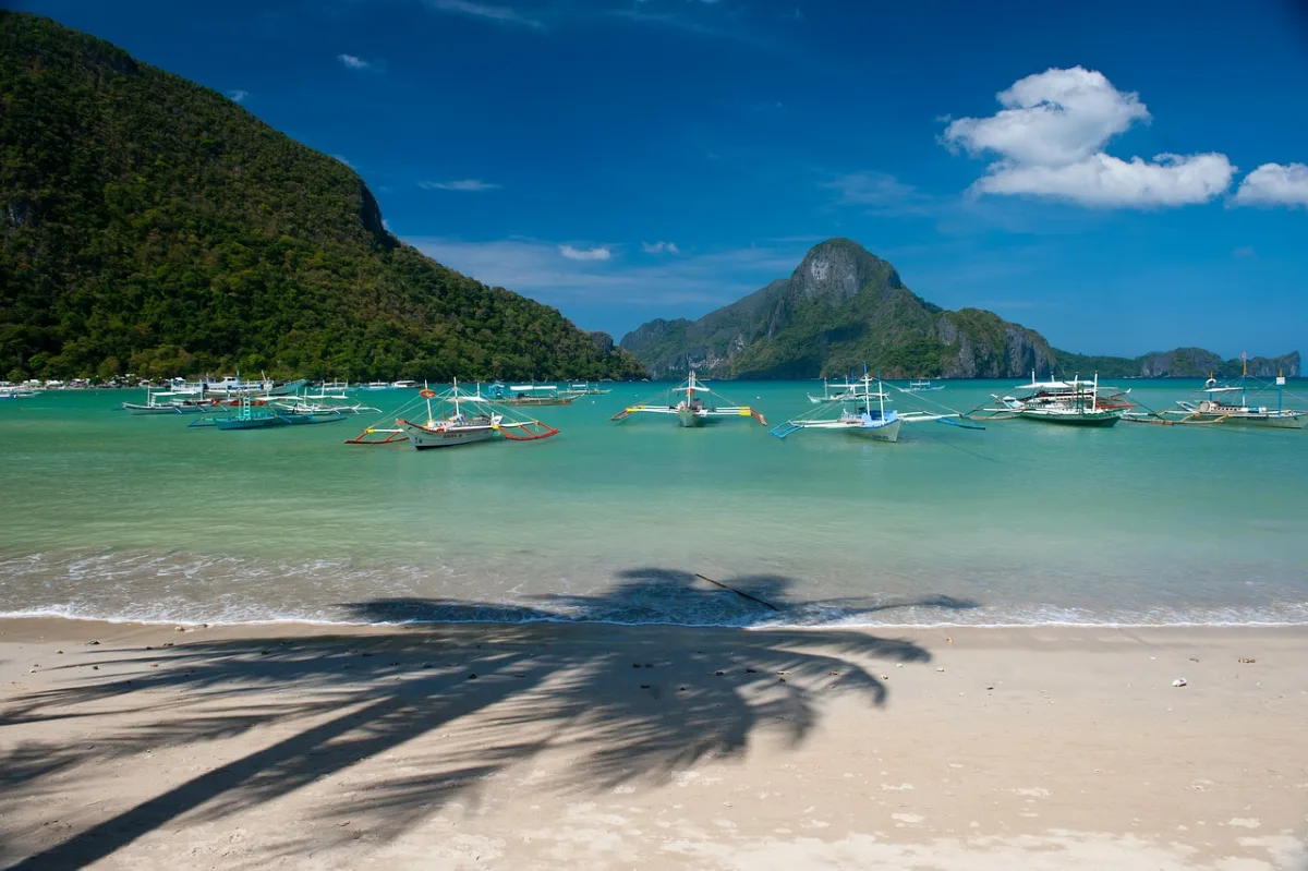 palm tree and  coconut palm in El Nido, Philippines