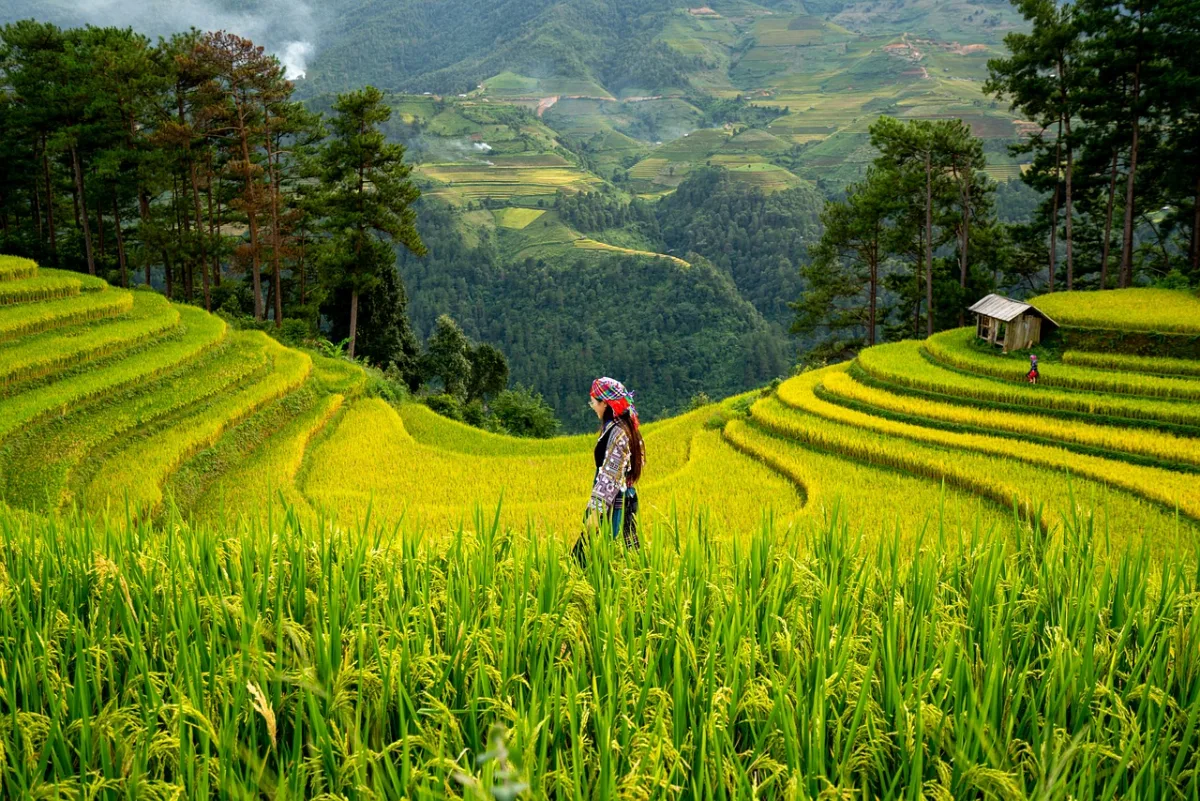 women and  paddy field in Pai, Thailand
