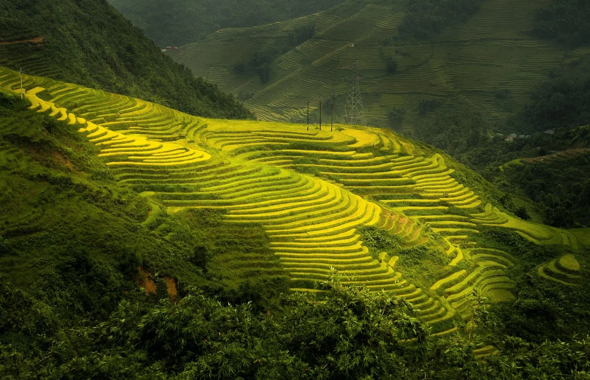 nature and  terraces in Sapa, Vietnam