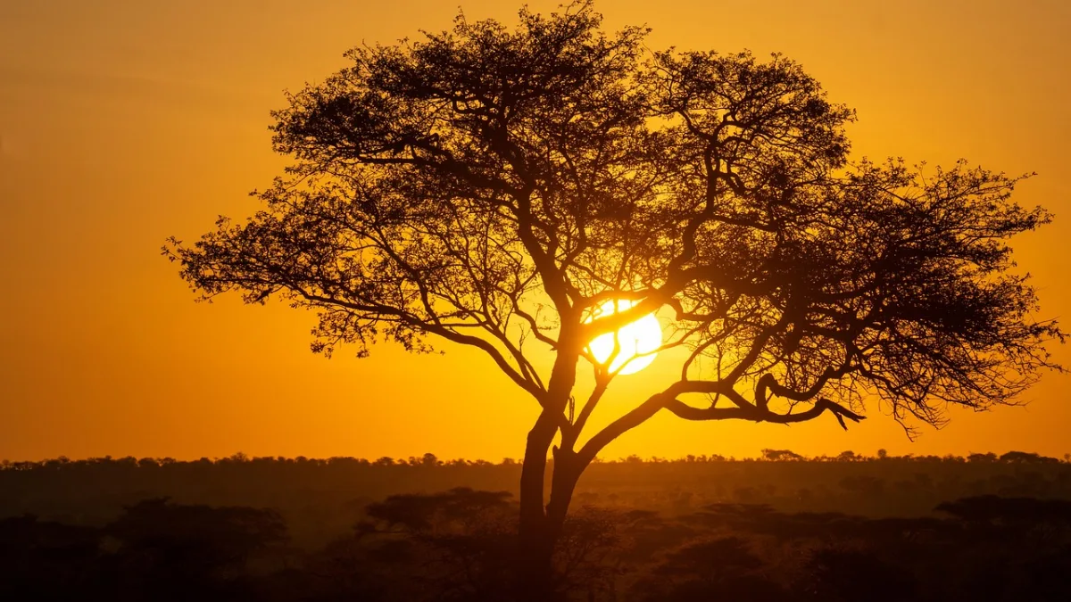 tree and  tanzania in Serengeti, Tanzania